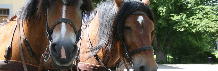 Två hästar utanför Edsbergs slott
