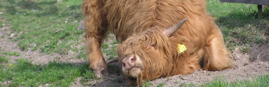 Highland cattle-ko i hage