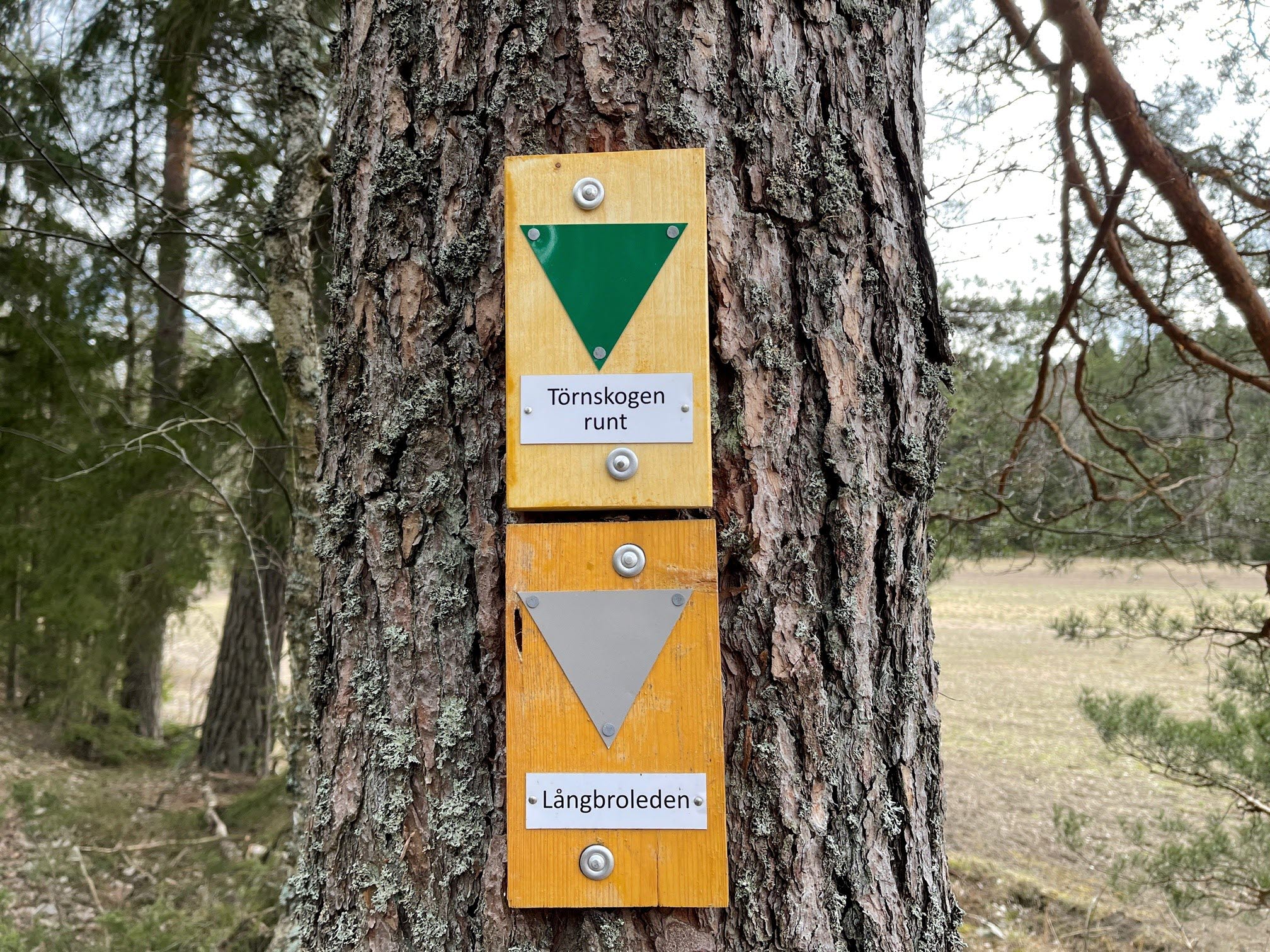 Törnskogen runt skytlning