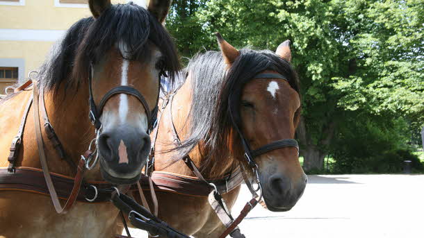 Två hästar utanför Edsbergs slott